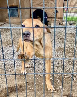 Shastina_pup_paw_on_fence (1)