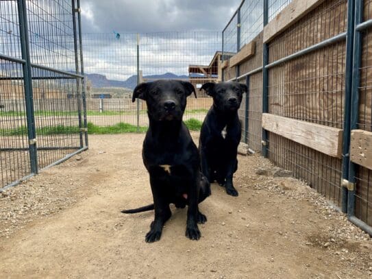 Shastina_pups_Sanctuary_view