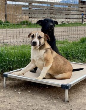 Shastina_pups_karunda_bed