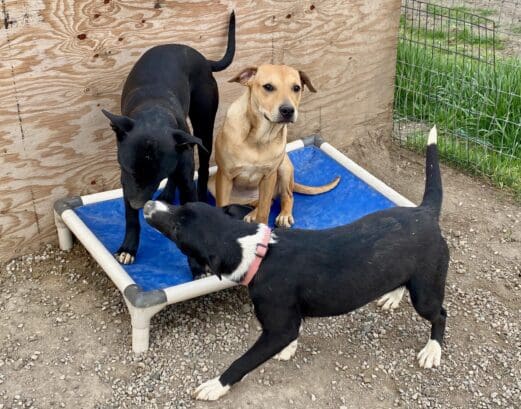 Shastina_pups_on_puppy_cot