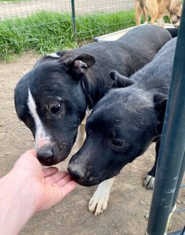 Shastina_pups_sniffing_hand