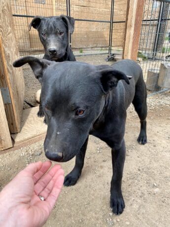 Shastina_pups_sniffing_hand2