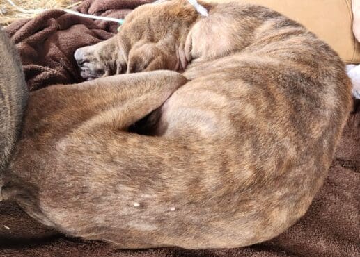 Esperanza_neglected_dogs_bony_back