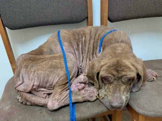 Esperanza_neglected_dogs_curled_on_chair_AMH