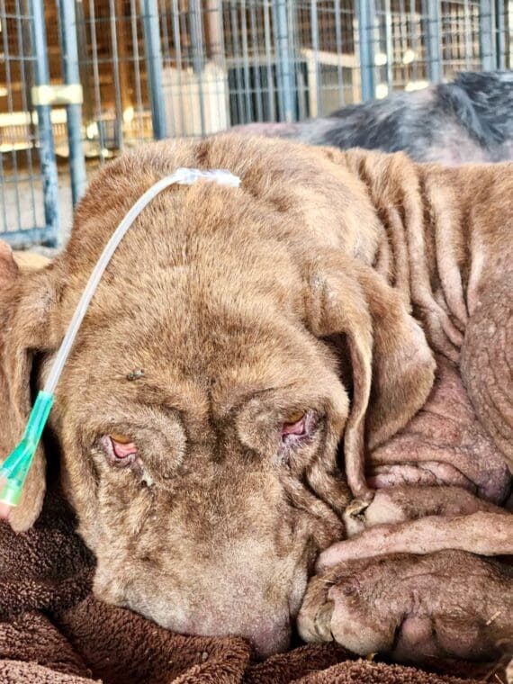 Esperanza_neglected_dogs_fluids_face