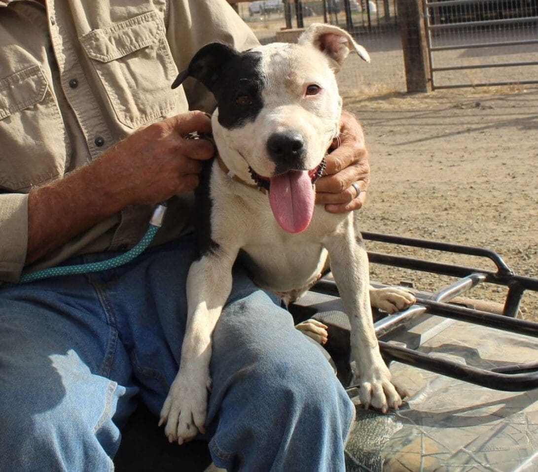 Pit-Bull-Awareness-Month_-Ramona-posing-on-John-Glays-lap-on-ATV