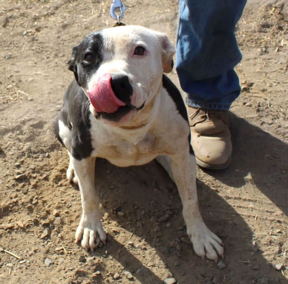 Ramona-licking-her-nose-after-treat