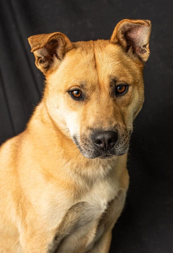 Red_Red_studio_portrait