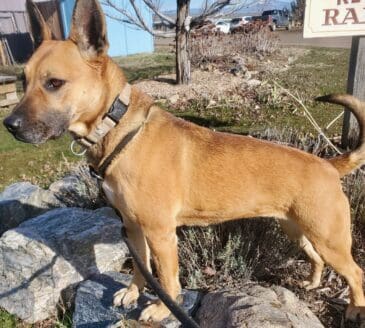 Brandy_athletic_adoption_center