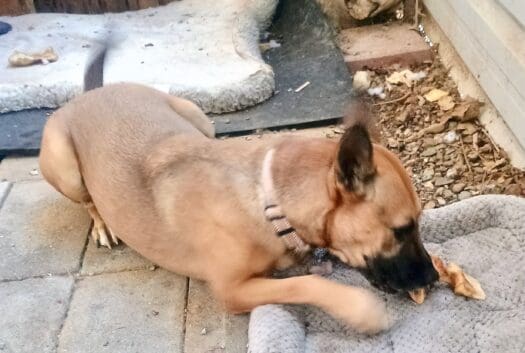 Brandy_chewing_treat