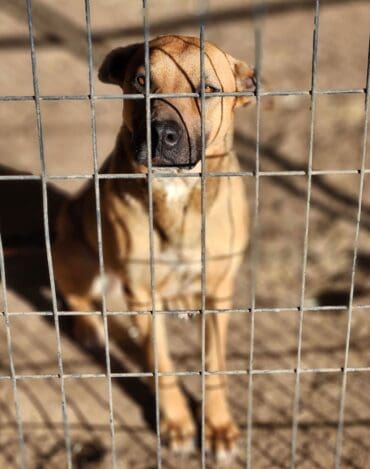 Brandy_ears_down_kennel