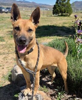 Brandy_irises_adoption_center