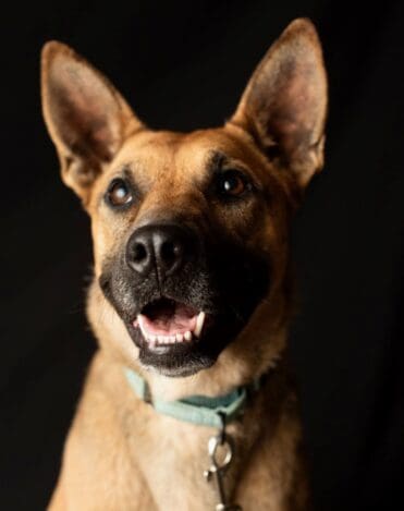 Brandy_studio_portrait