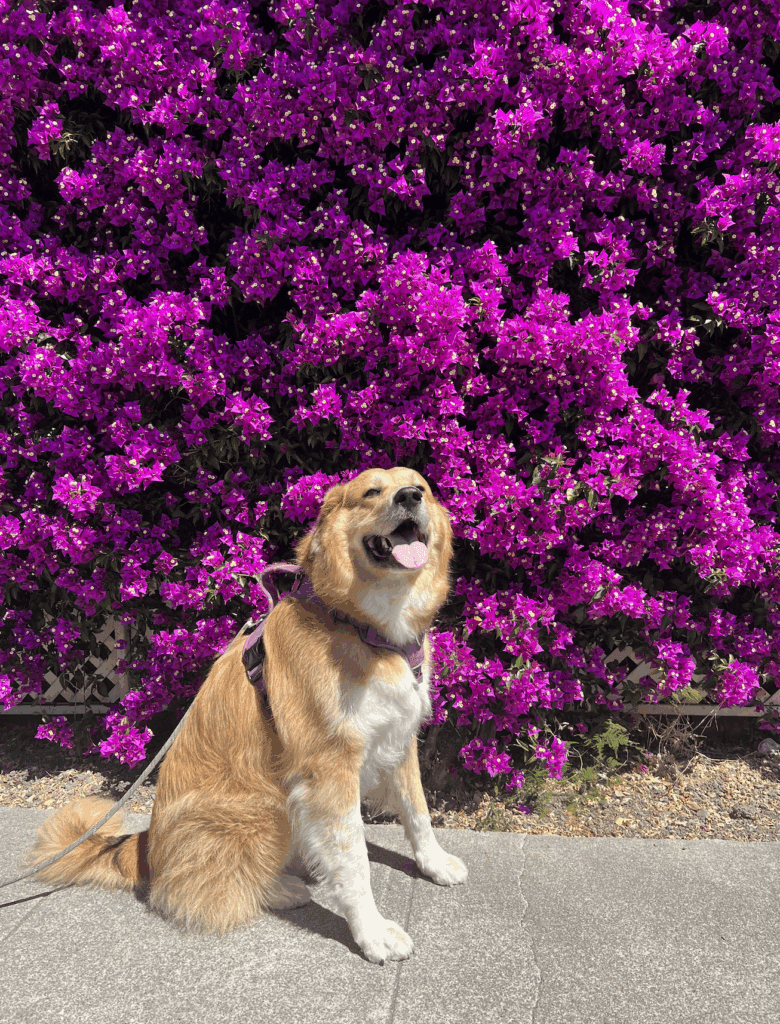 Screenshot-2025-08-12-at-8.14.17-PM