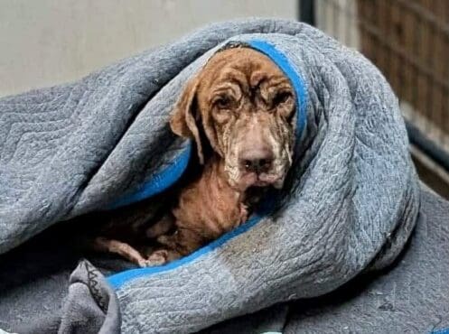 Esperanza_wrapped_in_blanket