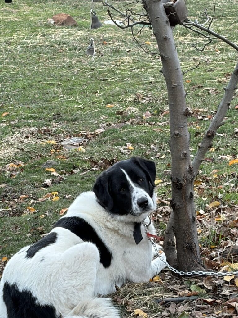 9BE2BB76-B565-4C8A-9E5C-19DADD3FC3D0