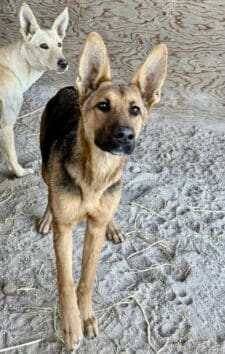 Copco_stray_shepherd_pup2