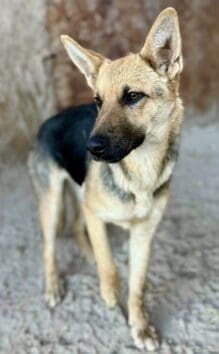 Copco_stray_shepherd_pup3