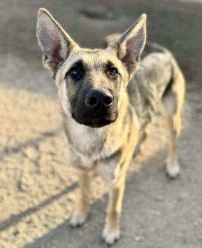 Copco_stray_shepherd_pup4