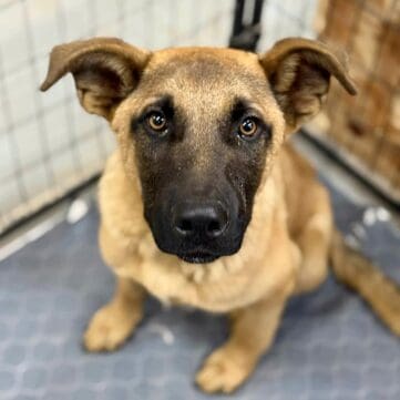 Gabriel_injured_stray_puppy