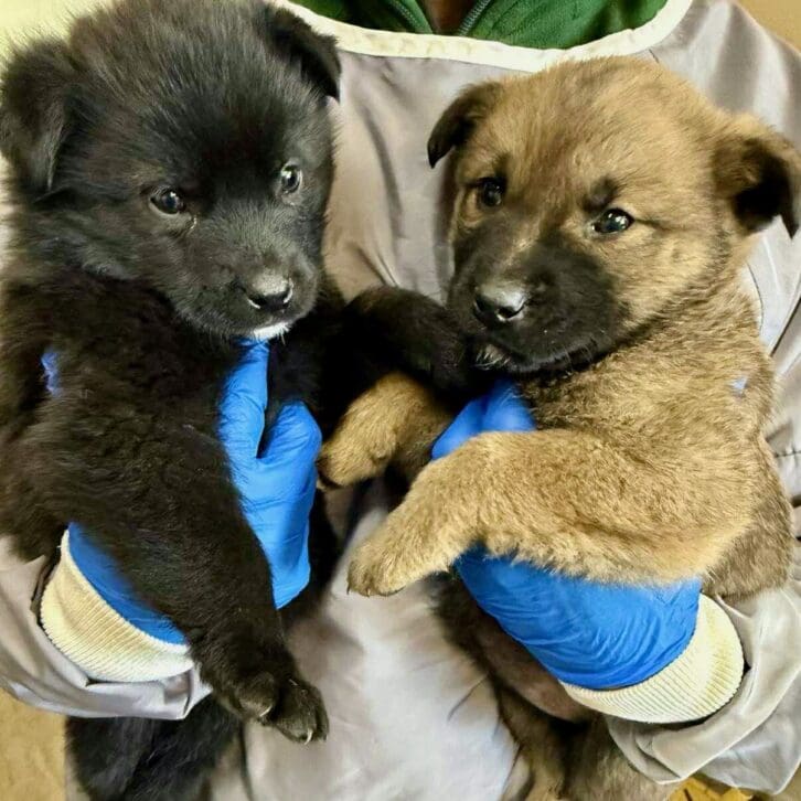 Linus_and_Lucy_stray_puppies