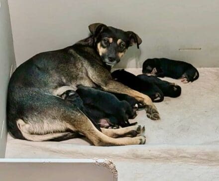 Narnia_pups_whelping_shed