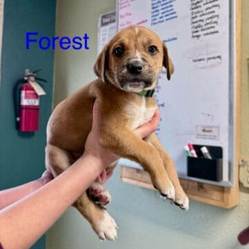 Owner_surrender_puppy