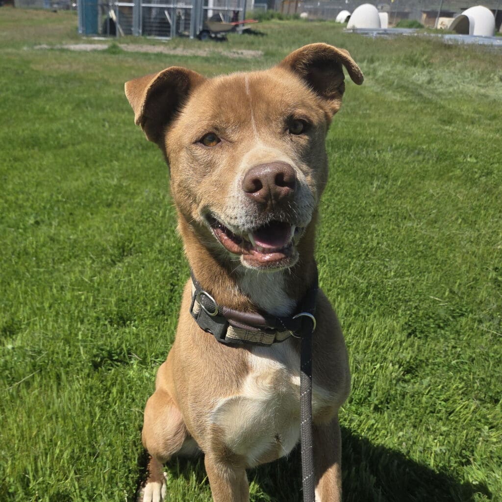 Monty_featured_image