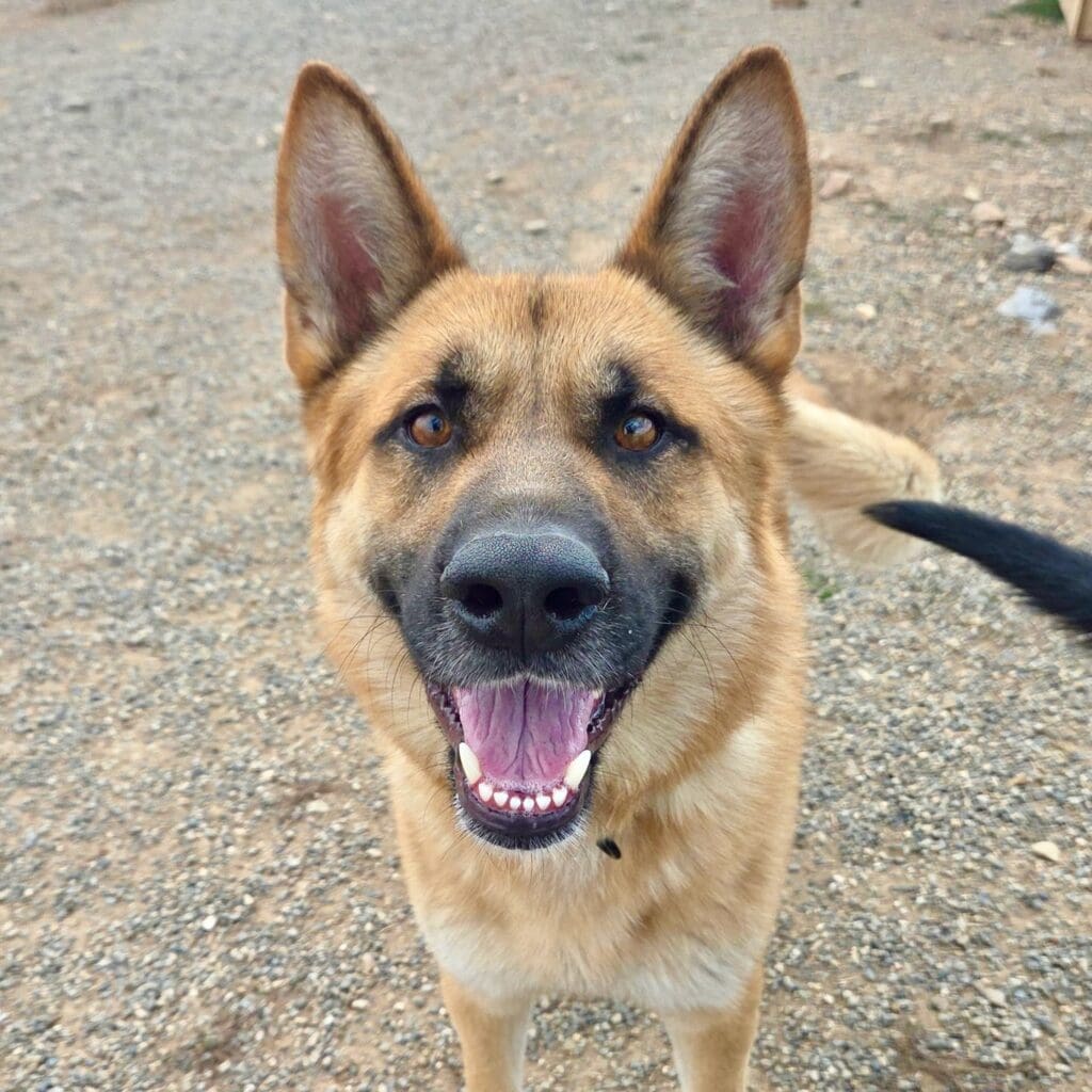 Dorado_featured_image