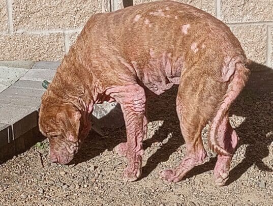 Esperanza_Maureen's_yard