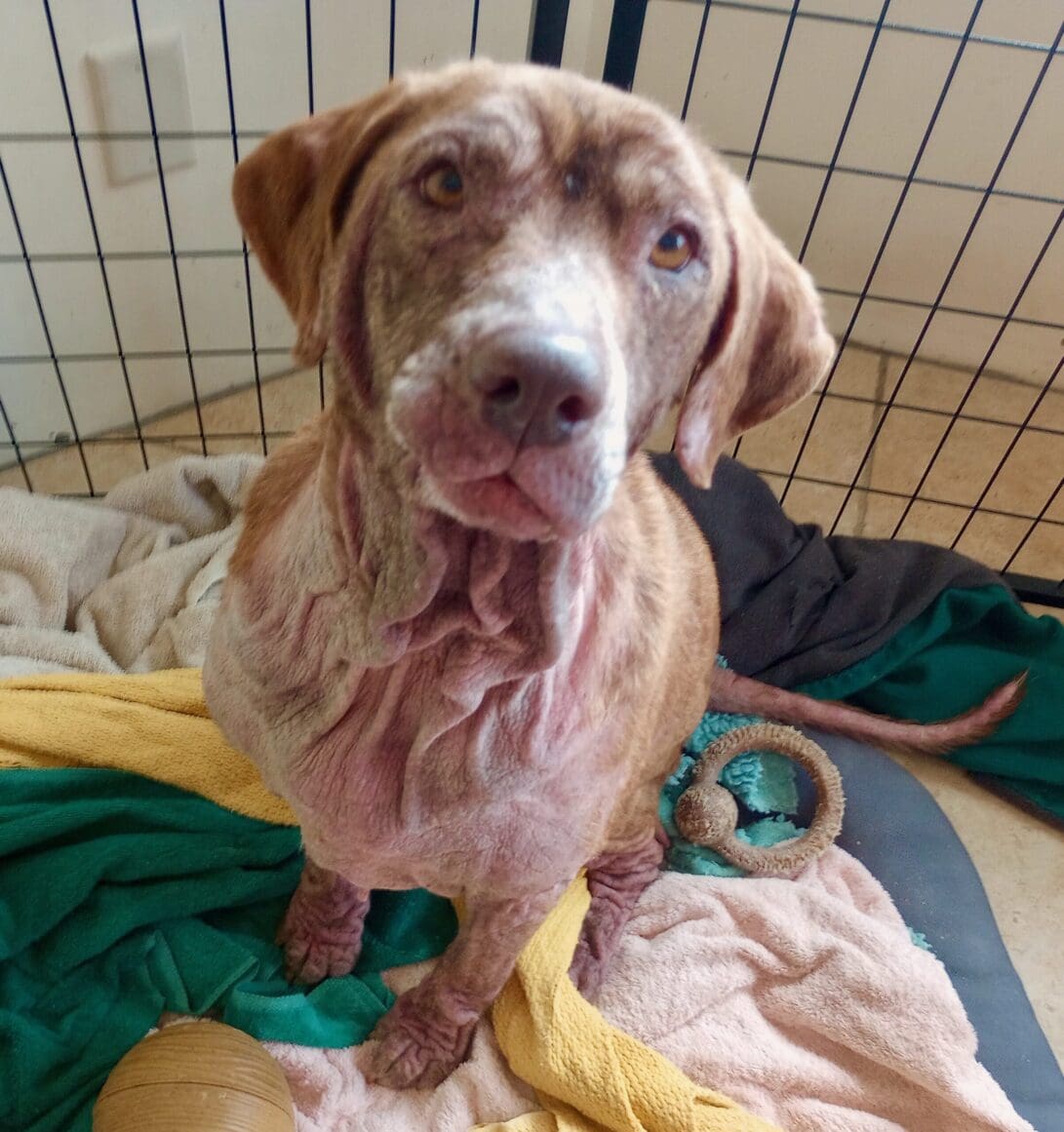 Esperanza_in_pen_Feb_2026