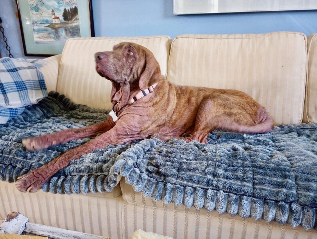 Esperanza_on_Bobbie's_sofa_March_2026