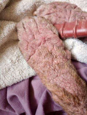 Esperanza_paws_Feb_2026