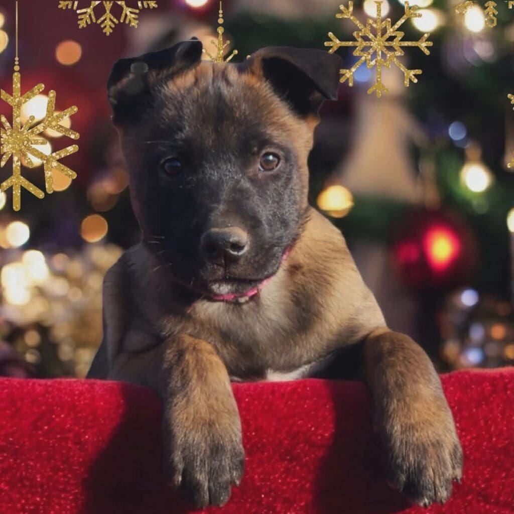 Delphi_christmas_card_photo