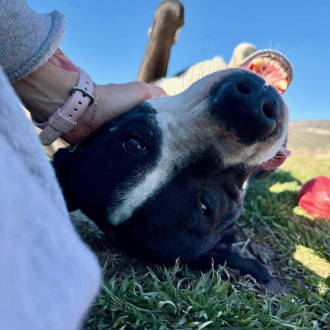 Dog Adoption at Rescue Ranch Inc. | No Kill Organization