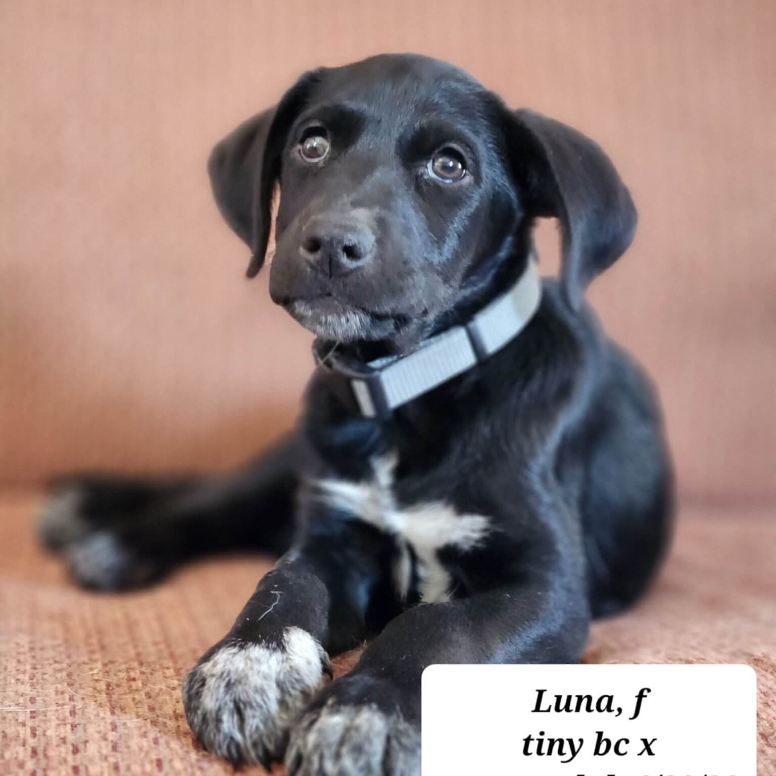 Luna Luna