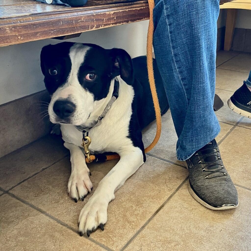 Mabel_under_bench