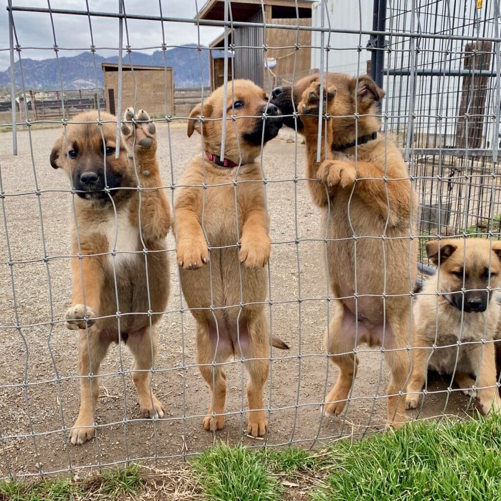 Ruffles_stray_puppies_featured